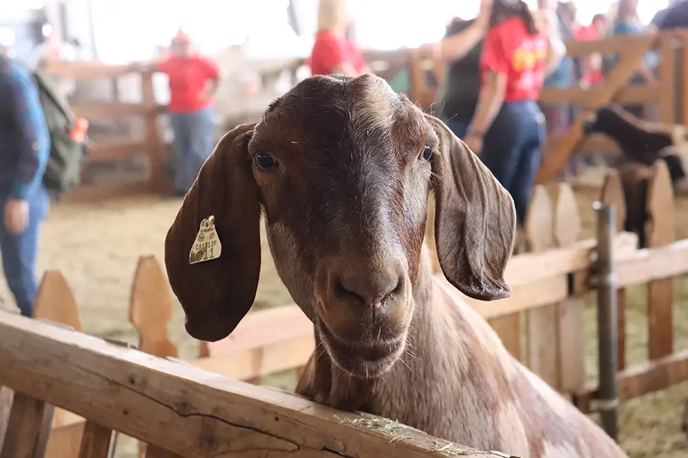 LA County Fair Goat